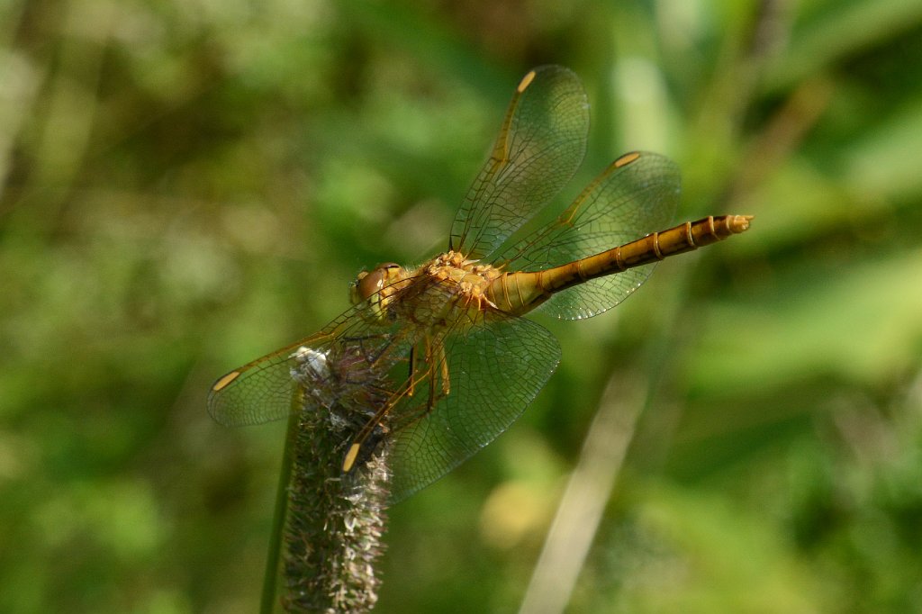 084 2017-08019331 Wachusett Meadow, MA.JPG - Saffron-winged Meadowhawk (Sympetrum costiferum). Wachusett Meadow Wildlife Sanctuary, MA, 8-1-2017